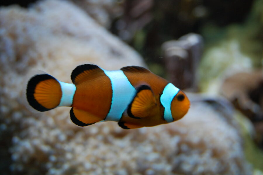 clown-fish