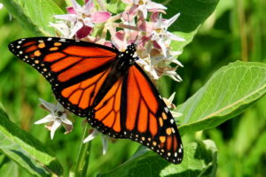 Monarch-butterfly-on-milkweed