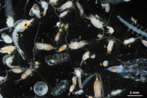 mixed-zooplankton-from-twilight-zone