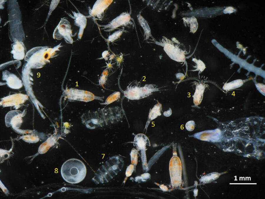 mixed-zooplankton-from-twilight-zone