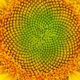 LitLinks: How to explore Fibonacci numbers with flowers