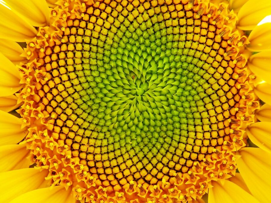 Fibonacci-sequence