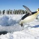 LitLinks: 4 ways to teach Emperor penguins across your curriculum