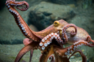 "Dancing-Octopus"-by-DaugaardDK-is-licensed-under-CC-BY-NC-SA-2.0