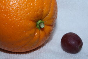 orange-and-grape-compare-contrast