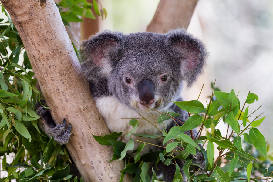 koala-wildlife