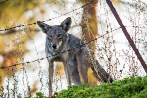 urban-coyote