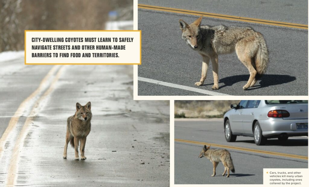 Urban-Coyotes-spread