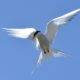 LitLinks: How to study geography with tern migration