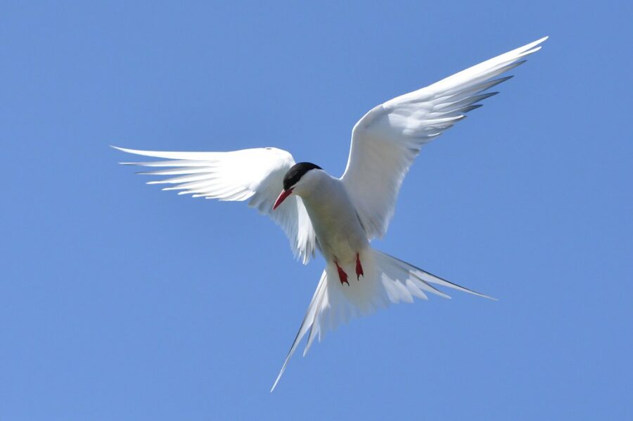 "Arctic-Tern-on-Farne"-by-LindsayRs-is-licensed-under-CC-BY-SA-2.0