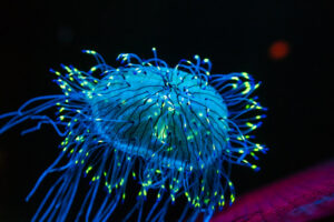 "bioluminescent-jellyfish-Monterrey-Bay-Aquarium"-by-chris-favero-is-licensed-under-CC-BY-SA-2.0.