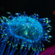 LitLinks: How to design a bioluminescent deep-sea creature