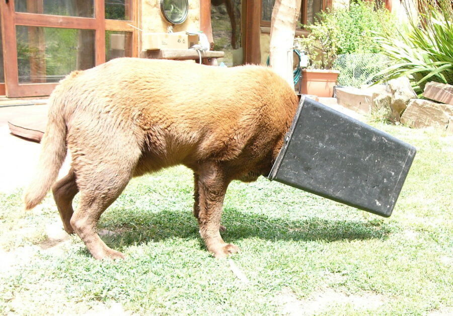 "Bucket-headed-dog"-by-Paul-Kidd-is-licensed-under-CC-BY-NC-SA-2.0.