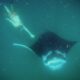 LitLinks: How to teach coordinate planes with giant manta rays