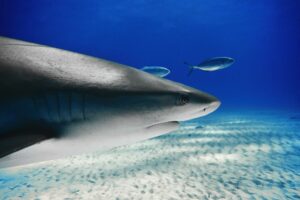 Head_close-up_of_a_Caribbean_Reef_Shark_at_Tiger_Beach,_Bahamas