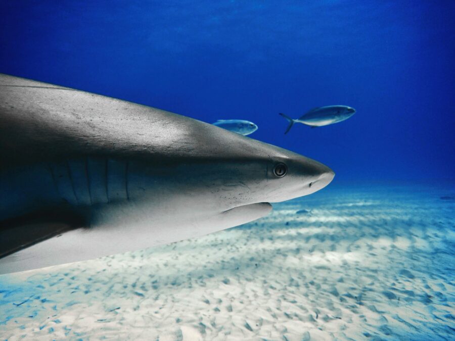 Head_close-up_of_a_Caribbean_Reef_Shark_at_Tiger_Beach,_Bahamas