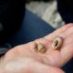 LitLinks: An easy lesson to practice scientific observation skills