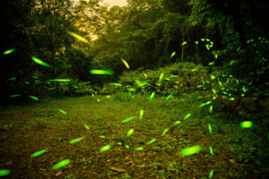 "Firefly"-by-KeitaroMiao-is-licensed-under-CC-BY-NC-SA 2.0.