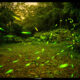 LitLinks: How to use fireflies to help teach persuasive writing