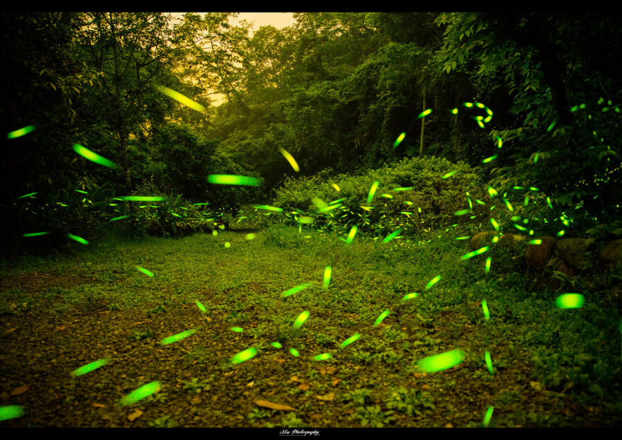 "Firefly"-by-KeitaroMiao-is-licensed-under-CC-BY-NC-SA 2.0.