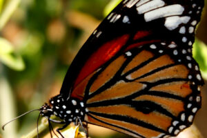"Monarch-Butterfly"-by-Sudhamshu-is-licensed-under-CC-BY-2.0.