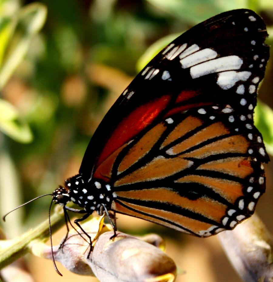 "Monarch-Butterfly"-by-Sudhamshu-is-licensed-under-CC-BY-2.0.