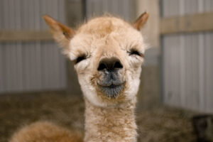 "Baby-Alpaca"-by-tintedglass-is-licensed-under-CC-BY-2.0.