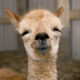 LitLinks: How alpacas can help students compare and contrast