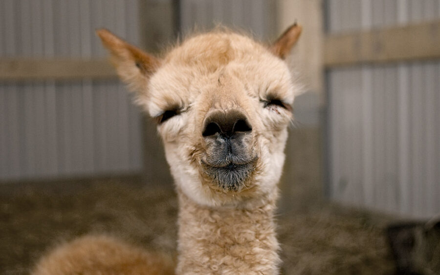 "Baby-Alpaca"-by-tintedglass-is-licensed-under-CC-BY-2.0.