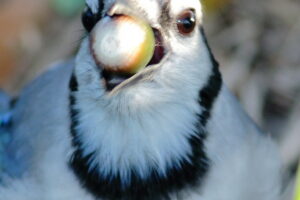 "Blue-Jay-with-acorn-20121021"-by-Kenneth-Cole-Schneider-is-licensed-under-CC-BY-NC-ND-2.0.