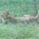 LitLinks: Think like a conservationist!