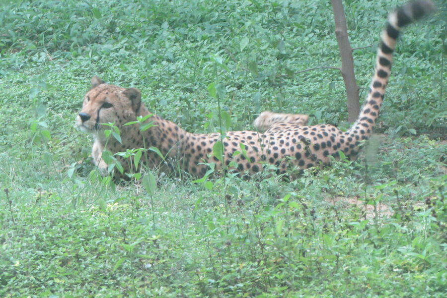 "Acinonyx-jubatus-India-1"-by-Emőke-Dénes-is-licensed-under-CC-BY-SA 4.0.