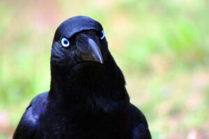 "Black-crow,-black-crow,-tell-me-where-you-really-go"-by-monkeyc.net-is-licensed-under-CC-BY-NC-SA-2.0.