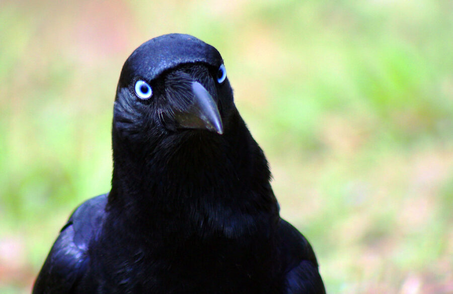"Black-crow,-black-crow,-tell-me-where-you-really-go"-by-monkeyc.net-is-licensed-under-CC-BY-NC-SA-2.0.