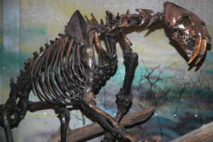 "Smilodon-californicus-(saber-toothed-tiger)-(La-Brea-Asphalt,-Upper-Pleistocene;-Rancho-La-Brea-tar-pits,-Los-Angeles,-southern-California,-USA)-4"-by-James-St.-John-is-licensed-under-CC-BY-2.0.