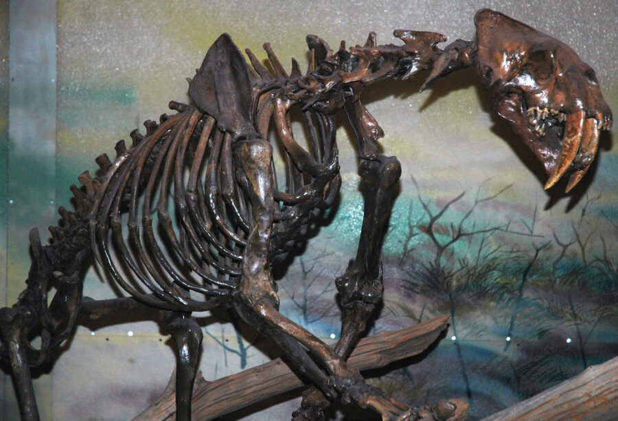 "Smilodon-californicus-(saber-toothed-tiger)-(La-Brea-Asphalt,-Upper-Pleistocene;-Rancho-La-Brea-tar-pits,-Los-Angeles,-southern-California,-USA)-4"-by-James-St.-John-is-licensed-under-CC-BY-2.0.