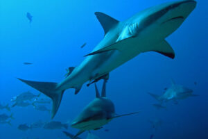 "Caribbean-reef-sharks-(Roatan,-Honduras)"-by-alfonsator-is-licensed-under-CC-BY-NC-ND-2.0.