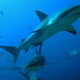 LitLinks: How to use sharks to practice public speaking skills
