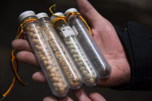 "Some-decades-ago,-seeds-in-gene-bank-collections-were-conserved-in-glass- tubes.-These-with-screw-cap-have-been-used-at-IPK-gene-bank-in-Germany."-by-Landbruks--og-matdepartementet-is-licensed-under-CC-BY-ND-2.0.