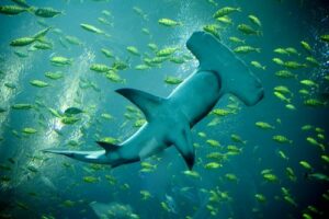 "Shark"-by-bryan- scott-photography-is-licensed-under-CC-BY-NC-ND-2.0.