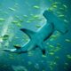 LitLinks: An easy food web simulation that opens eyes (and hearts)