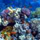 LitLinks: Students share ocean knowledge in a class museum