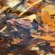 LitLinks: How to help students see connections in vernal pools