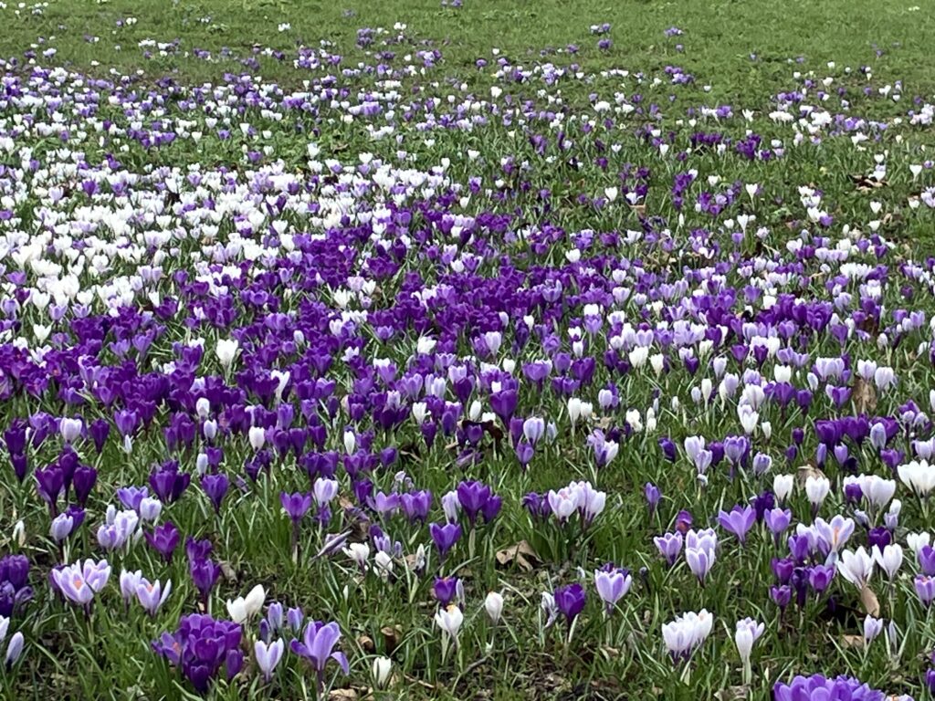 crocuses