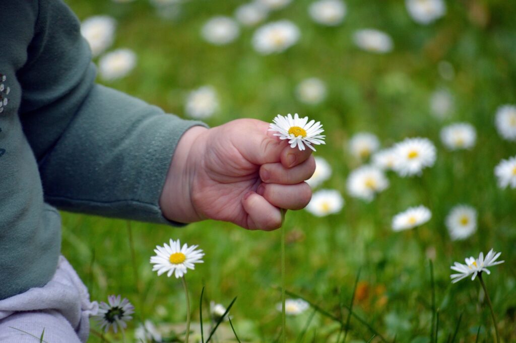 childs-hand-holding-flower