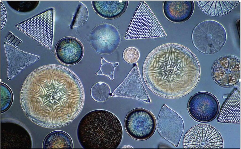 Photo-of-diatoms-circa-1800s